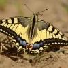 Otakarek fenyklovy - Papilio machaon - Old World Swallowtail 3116